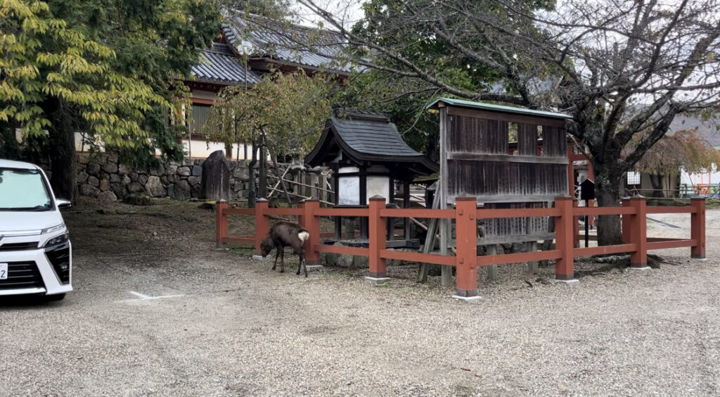 【東大寺観光】氷室神社駐車場の鹿