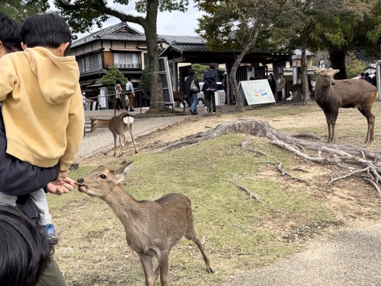 奈良公園でパパに抱っこされながら、落ち着いて鹿せんべいをあげる3歳次男。安全を確保したリベンジ成功。