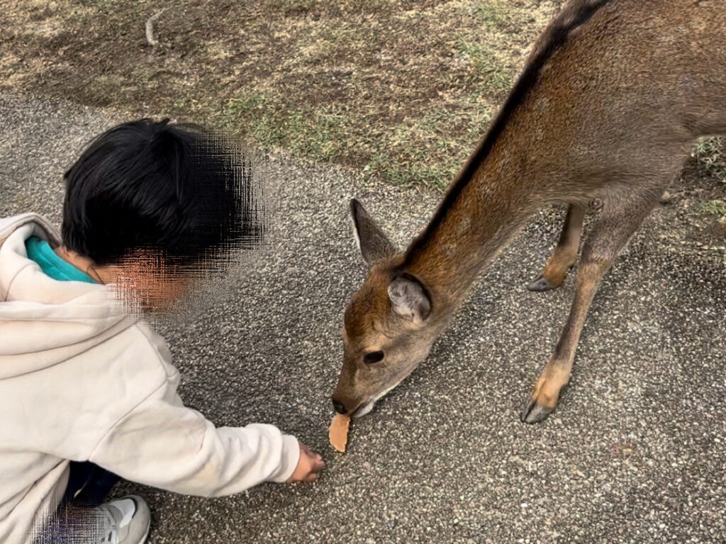 奈良公園で鹿せんべいを小さめの鹿にあげる長男