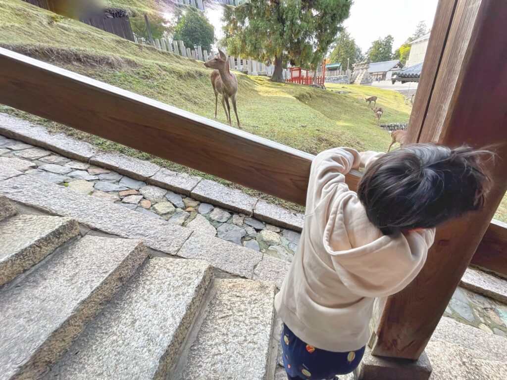 二月堂の階段から、鹿を眺める子ども。