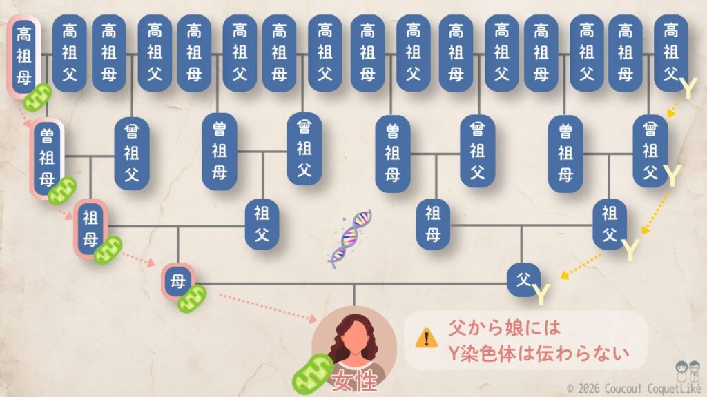女性の家系図で示すミトコンドリアDNAとY染色体の遺伝パターン。5世代にわたる家系図で、ピンクの矢印はミトコンドリアDNAが母系で娘へも伝わり続けることを示し、黄色の矢印はY染色体が父系で伝わるが娘には伝わらないことを示している。注意書きとして『父から娘にはY染色体は伝わらない』と記載