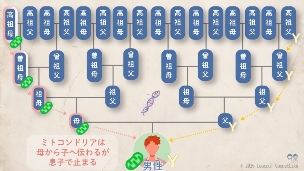男性の家系図で示すミトコンドリアDNAとY染色体の遺伝パターン。5世代にわたる家系図で、ピンクの矢印はミトコンドリアDNAが母系のみで伝わり息子で途絶えること、黄色の矢印はY染色体が父系で伝わることを視覚的に説明している