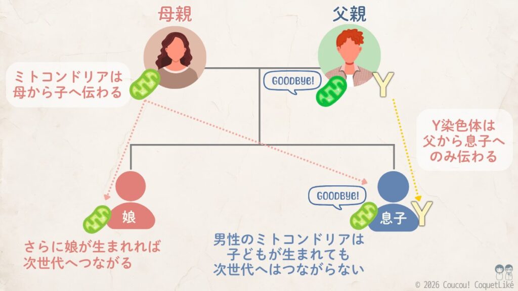 ミトコンドリアDNAとY染色体の遺伝を示す親子の図。母親から娘と息子の両方にミトコンドリアDNA（ピンクの矢印）が伝わるが、息子のミトコンドリアは次世代へつながらない。Y染色体（黄色の矢印）は父親から息子へのみ伝わり、娘には伝わらない。娘が子を産めばミトコンドリアは次世代へ続くことを補足説明している。