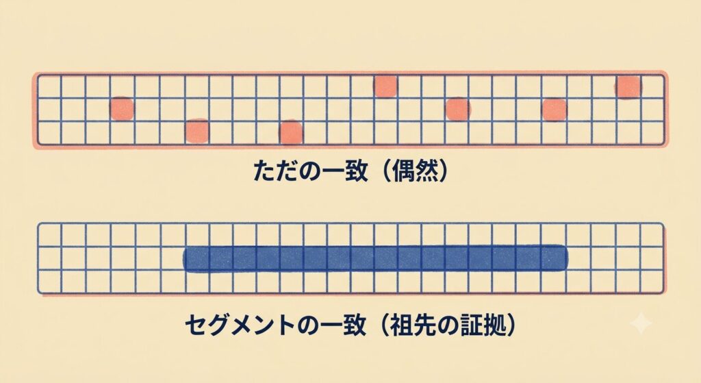 2つのDNAマッチパターンを比較した教育用イラスト。上段は、赤いブロックが散在する「ただの一致(偶然)」。下段は、青いブロックが連続する「セグメントの一致(祖先の証拠)」。日本語のキャプション付き。
