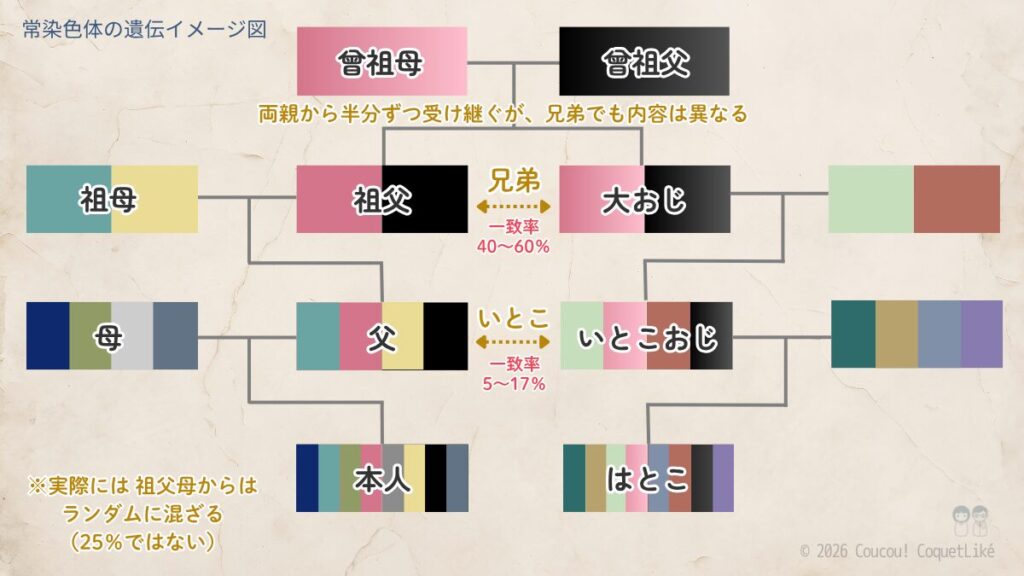 常染色体の遺伝イメージ図。曾祖父母から祖父・大おじ、父・いとこおじ、本人・はとこへと常染色体が受け継がれる様子を色分けブロックで示した家系図。兄弟の一致率40〜60%、いとこの一致率5〜17%と表記。