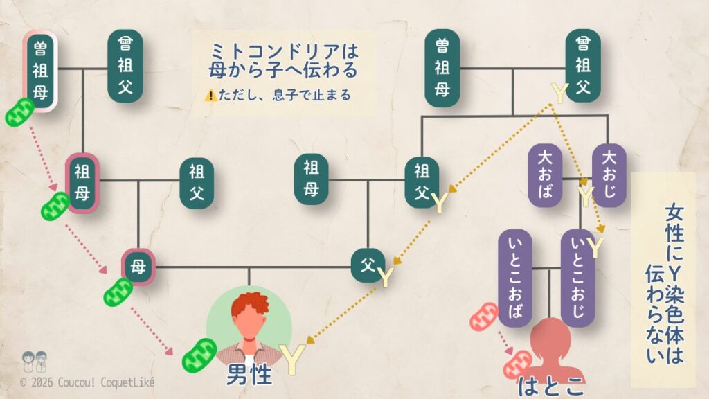 はとこ(再従兄弟)までの家系図で、ミトコンドリアDNAとY染色体の遺伝経路を示した図。ミトコンドリアは母から全ての子に伝わるが息子の代で途絶えること、Y染色体は父から息子のみに伝わりはとこの女性には届かないことを色分けの矢印で図解している。