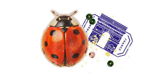 テントウムシとパリの凱旋門
