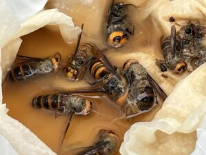 蜂捕獲器の捕獲結果